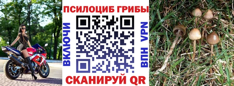 где можно купить   Дмитровск  Галлюциногенные грибы ЛСД 